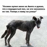 Фото идеи социальная реклама про бездомных животных для социальная власть на сайте IdeasMaker, картинка идеи социальная реклама про бездомных животных для социальная власть на сайте IdeasMaker