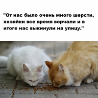 Фото идеи социальная реклама про бездомных животных для социальная власть на сайте IdeasMaker, картинка идеи социальная реклама про бездомных животных для социальная власть на сайте IdeasMaker