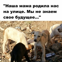 Фото идеи социальная реклама про бездомных животных для социальная власть на сайте IdeasMaker, картинка идеи социальная реклама про бездомных животных для социальная власть на сайте IdeasMaker