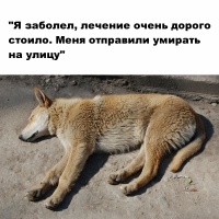 Фото идеи социальная реклама про бездомных животных для социальная власть на сайте IdeasMaker, картинка идеи социальная реклама про бездомных животных для социальная власть на сайте IdeasMaker